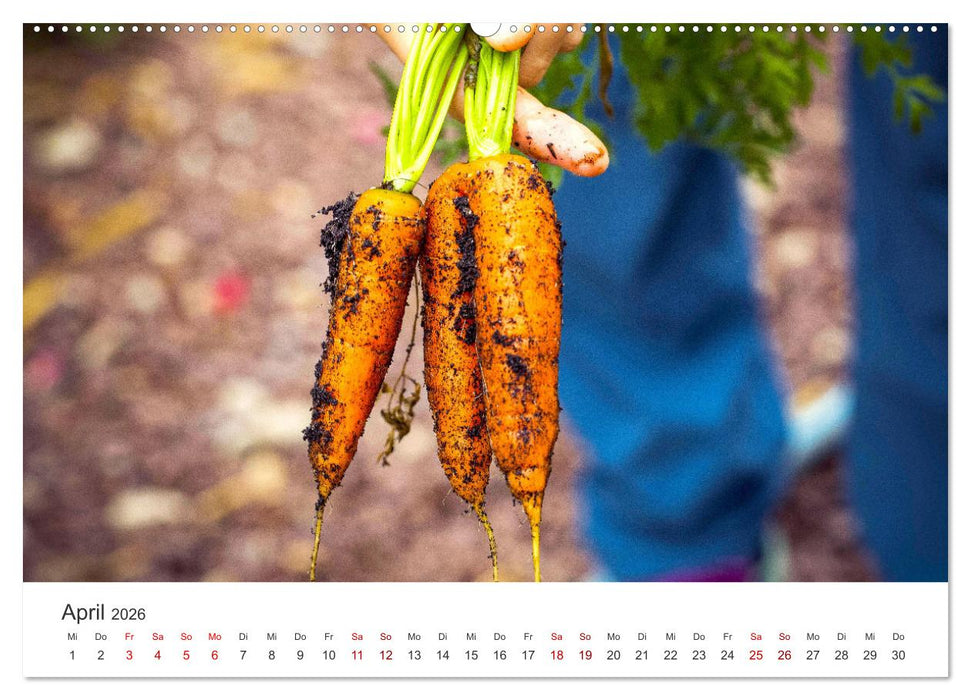 Frisches aus dem Gemüsegarten (CALVENDO Premium Wandkalender 2026)
