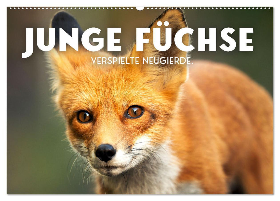 Junge Füchse - Verspielte Neugierde. (CALVENDO Wandkalender 2026)
