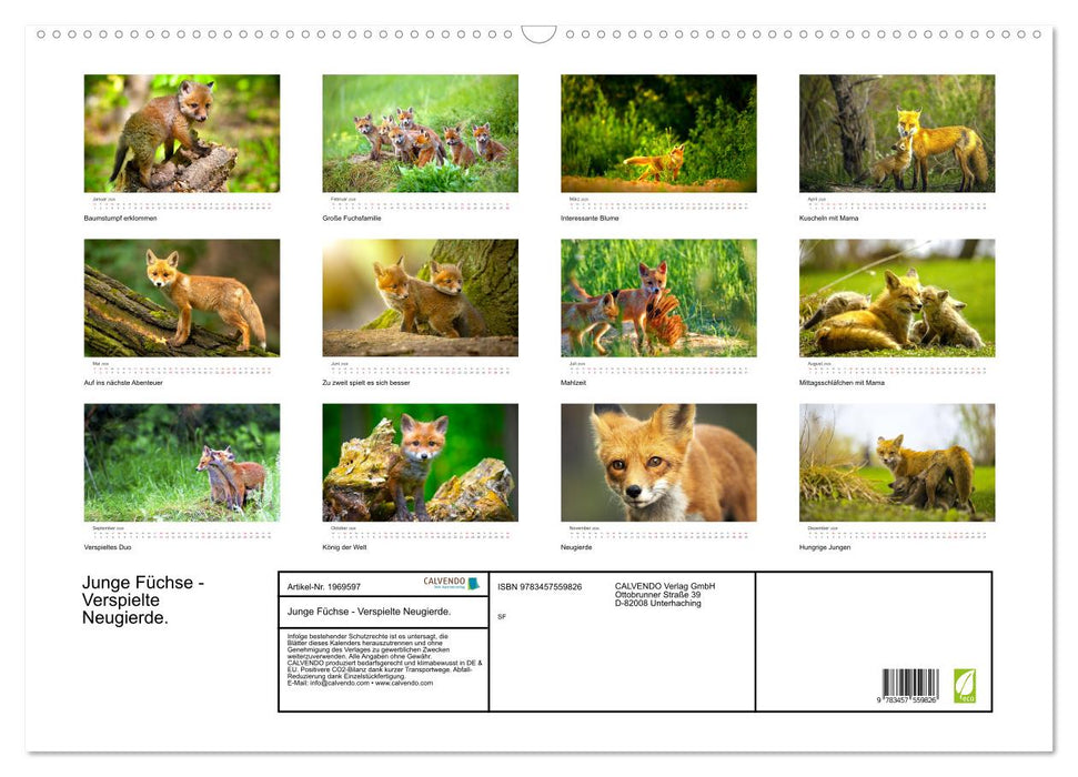 Junge Füchse - Verspielte Neugierde. (CALVENDO Wandkalender 2026)
