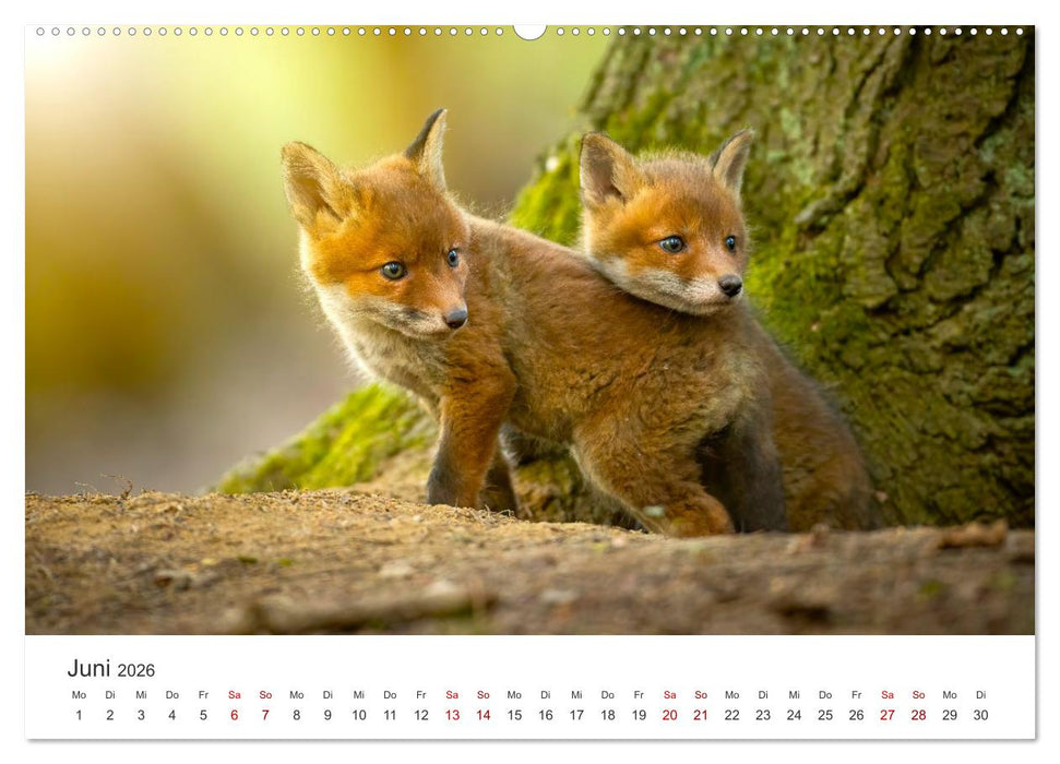 Junge Füchse - Verspielte Neugierde. (CALVENDO Wandkalender 2026)