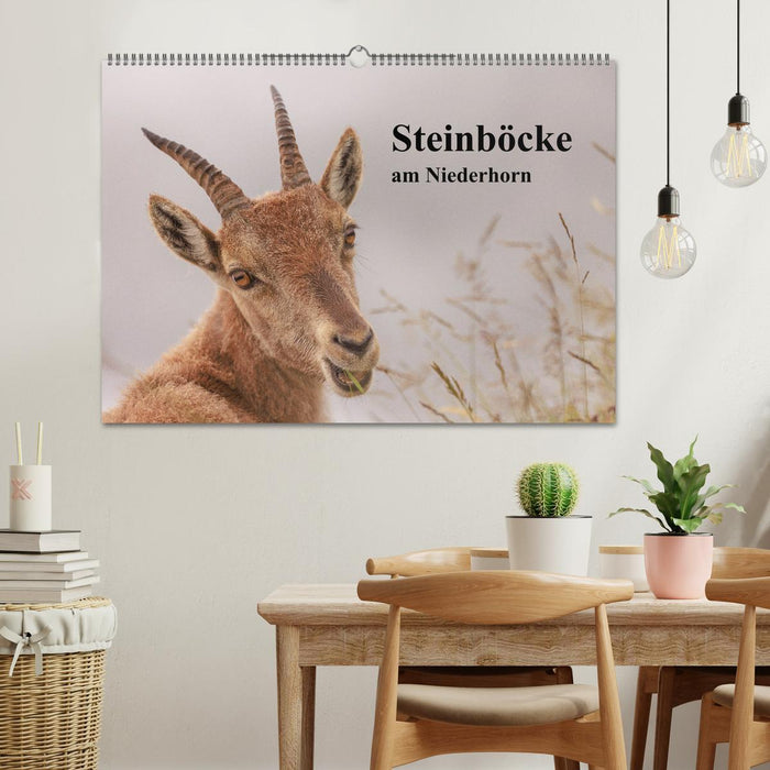 Steinböcke am Niederhorn (CALVENDO Wandkalender 2026)