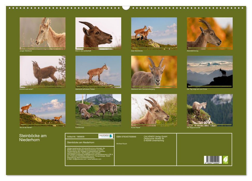 Steinböcke am Niederhorn (CALVENDO Wandkalender 2026)
