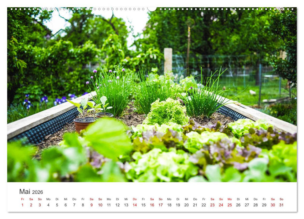 Frisches aus dem Gemüsegarten (CALVENDO Wandkalender 2026)