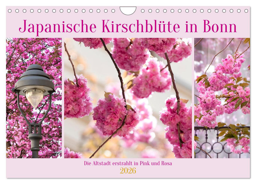 Japanische Kirschblüte in Bonn (CALVENDO Wandkalender 2026)