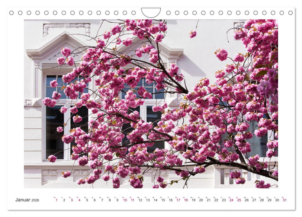 Japanische Kirschblüte in Bonn (CALVENDO Wandkalender 2026)