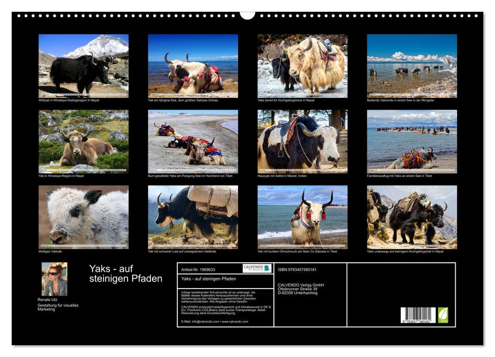 Yaks - auf steinigen Pfaden (CALVENDO Wandkalender 2026)