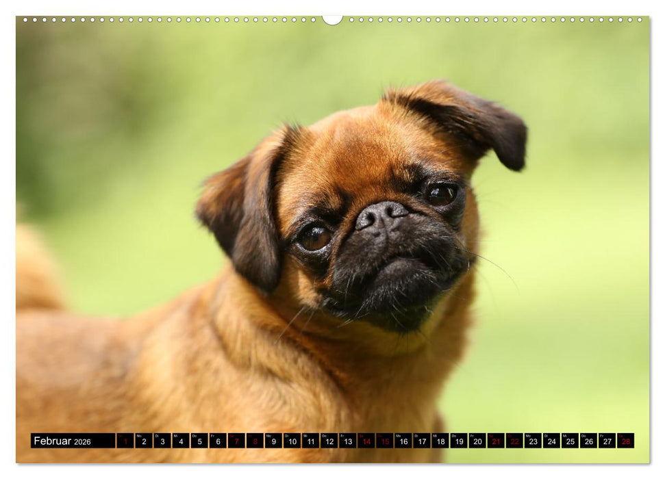 Wir Zwerggriffons 2026 (CALVENDO Premium Wandkalender 2026)