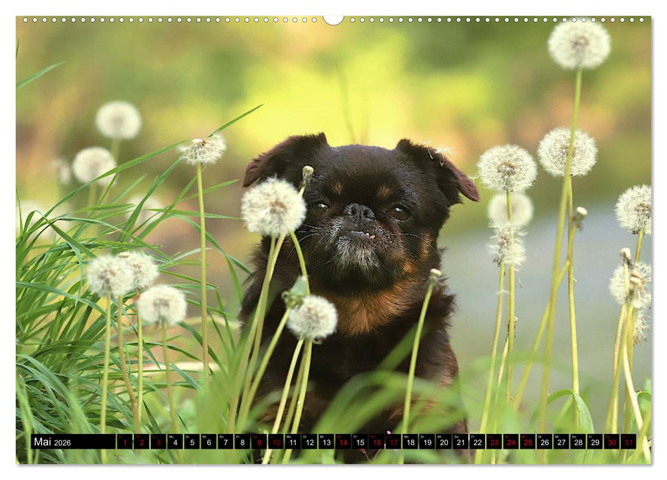Wir Zwerggriffons 2026 (CALVENDO Premium Wandkalender 2026)