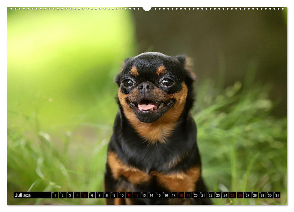 Wir Zwerggriffons 2026 (CALVENDO Premium Wandkalender 2026)
