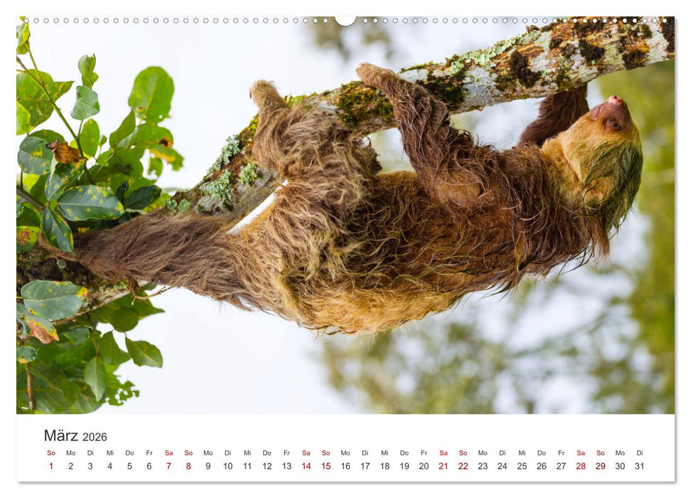 Nicaragua - Impressionen von Land und Tierwelt. (CALVENDO Wandkalender 2026)