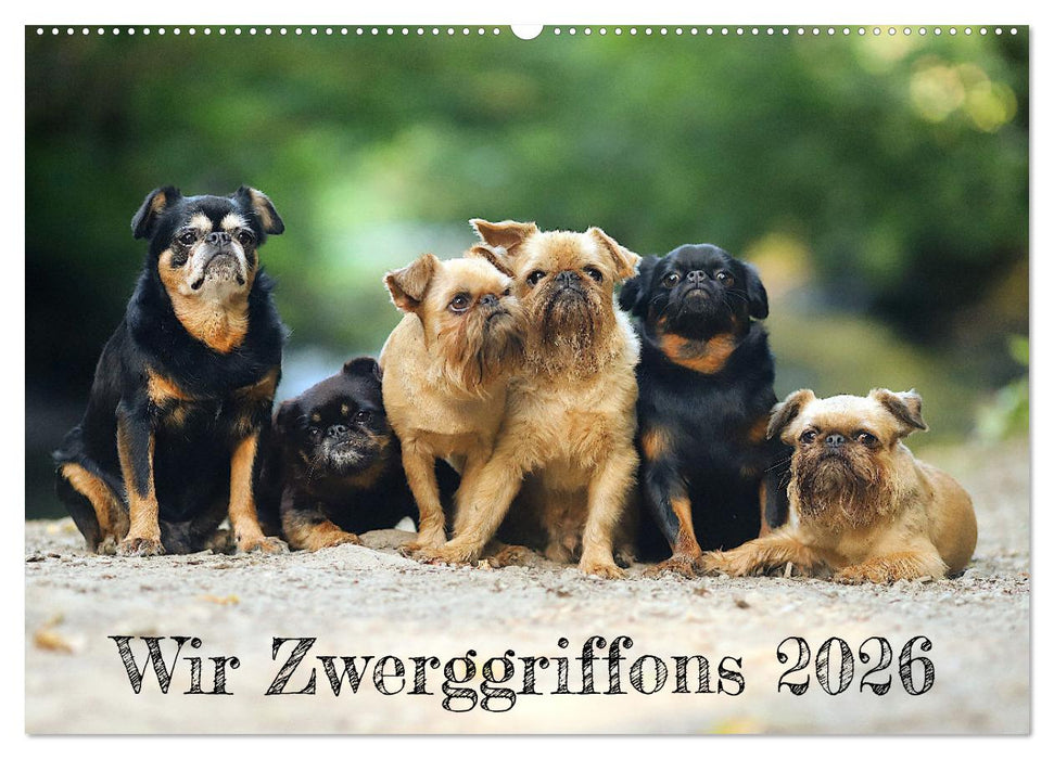Wir Zwerggriffons 2026 (CALVENDO Wandkalender 2026)
