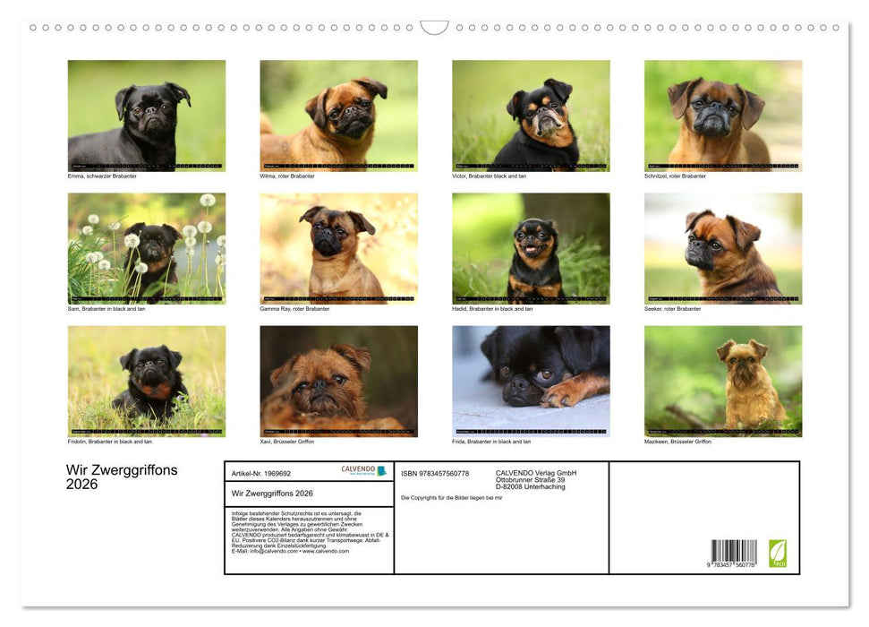 Wir Zwerggriffons 2026 (CALVENDO Wandkalender 2026)
