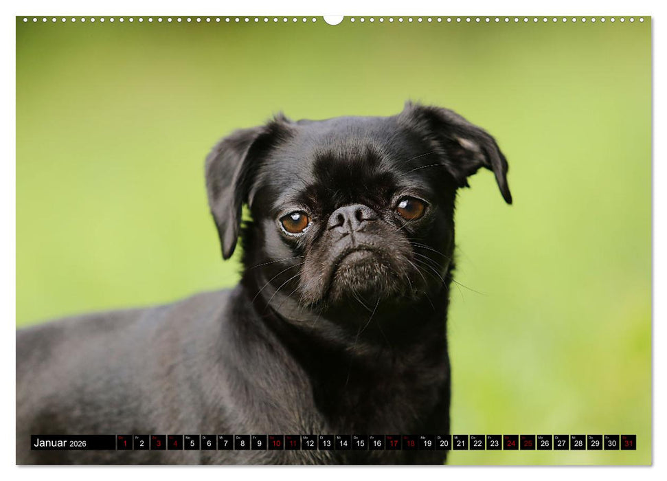 Wir Zwerggriffons 2026 (CALVENDO Wandkalender 2026)