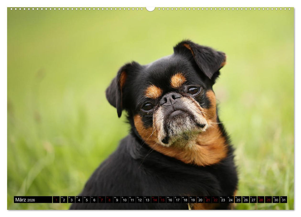 Wir Zwerggriffons 2026 (CALVENDO Wandkalender 2026)