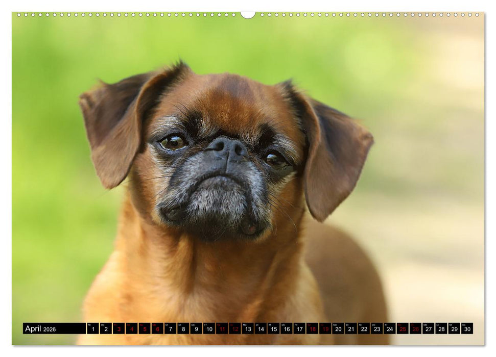 Wir Zwerggriffons 2026 (CALVENDO Wandkalender 2026)