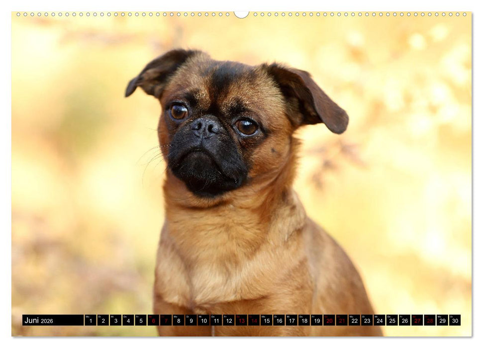 Wir Zwerggriffons 2026 (CALVENDO Wandkalender 2026)