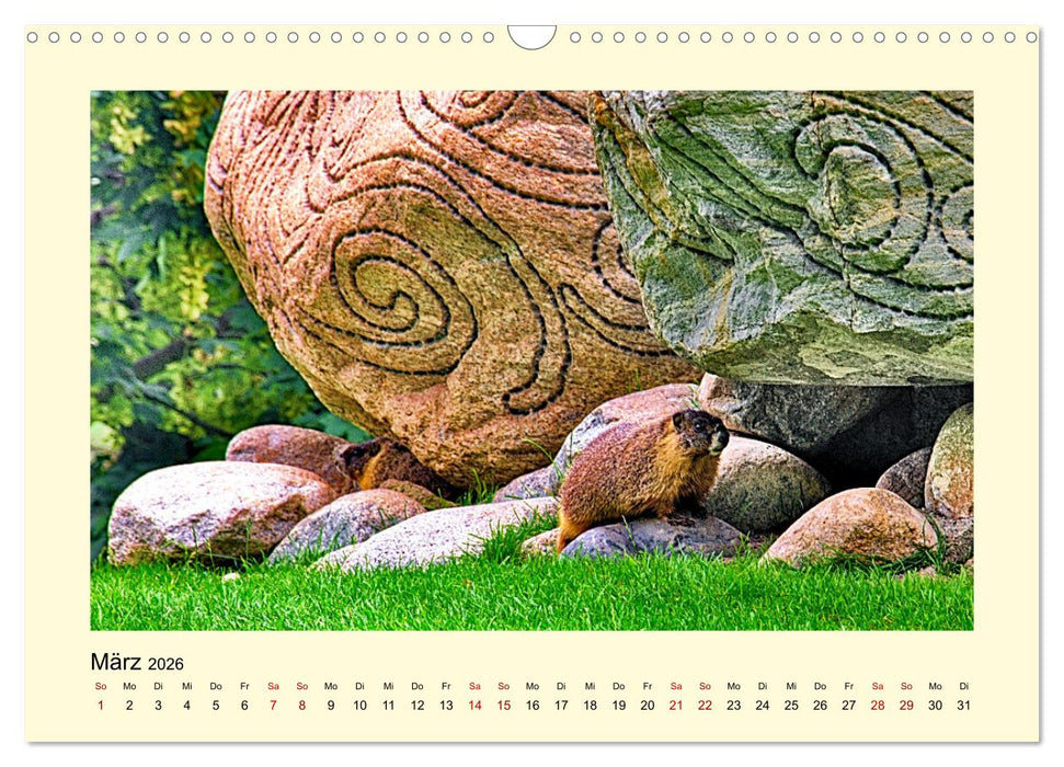 Wild, aber knuffig! (CALVENDO Wandkalender 2026)
