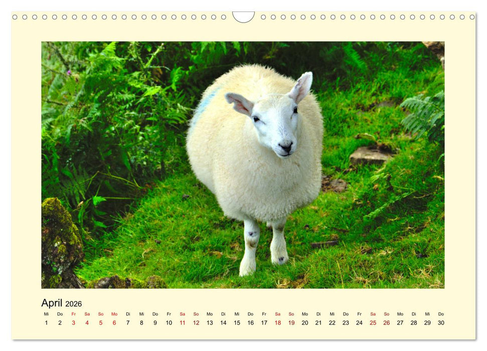 Wild, aber knuffig! (CALVENDO Wandkalender 2026)