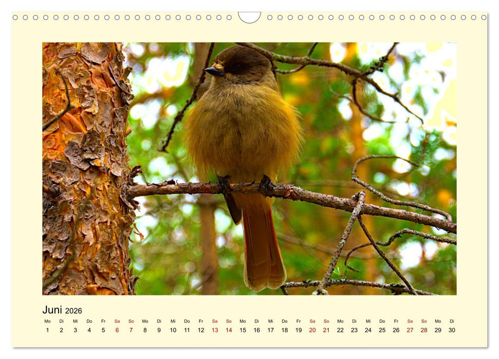 Wild, aber knuffig! (CALVENDO Wandkalender 2026)