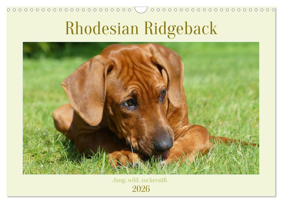 Rhodesian Ridgeback - Jung, wild, zuckersüß (CALVENDO Wandkalender 2026)