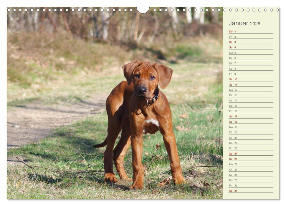 Rhodesian Ridgeback - Jung, wild, zuckersüß (CALVENDO Wandkalender 2026)