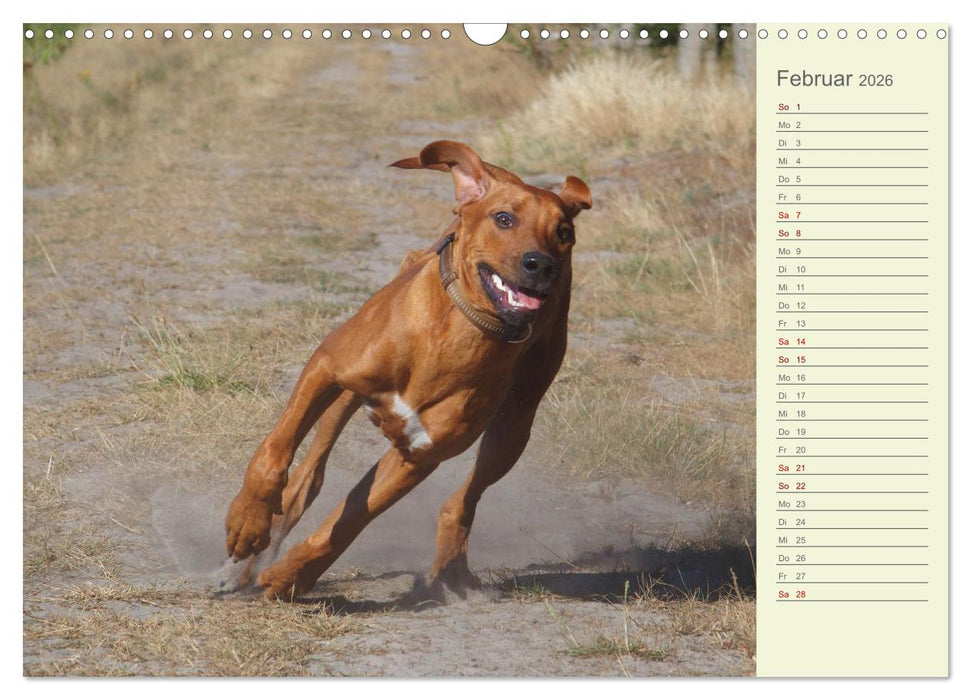 Rhodesian Ridgeback - Jung, wild, zuckersüß (CALVENDO Wandkalender 2026)