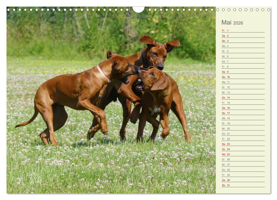 Rhodesian Ridgeback - Jung, wild, zuckersüß (CALVENDO Wandkalender 2026)