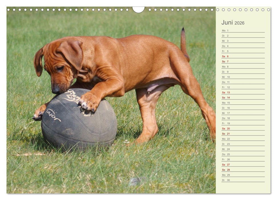 Rhodesian Ridgeback - Jung, wild, zuckersüß (CALVENDO Wandkalender 2026)