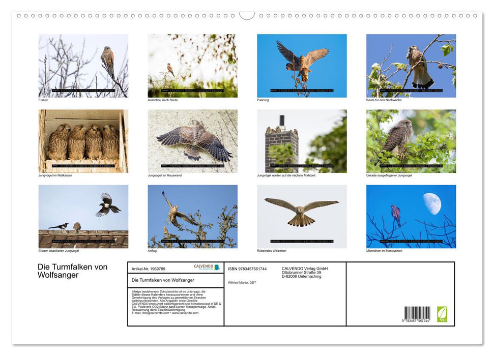 Die Turmfalken von Wolfsanger (CALVENDO Wandkalender 2026)