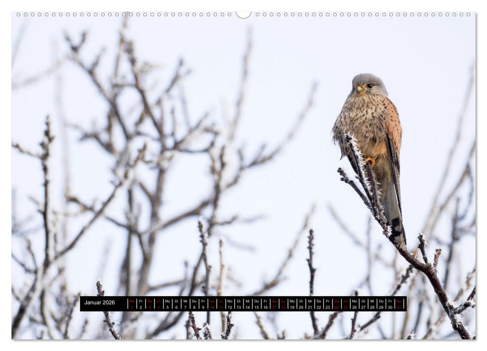 Die Turmfalken von Wolfsanger (CALVENDO Wandkalender 2026)