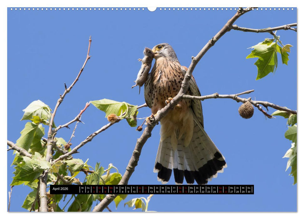 Die Turmfalken von Wolfsanger (CALVENDO Wandkalender 2026)
