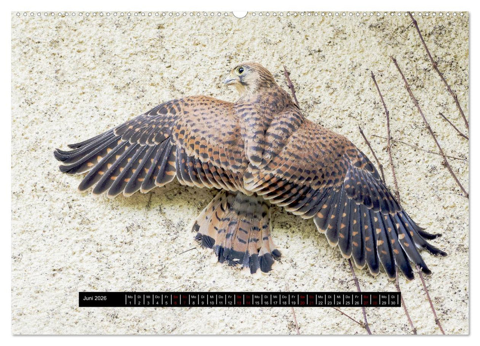 Die Turmfalken von Wolfsanger (CALVENDO Wandkalender 2026)
