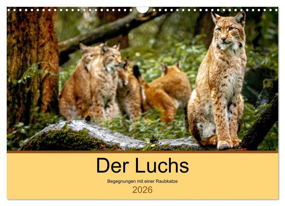 Der Luchs - Begegnungen mit einer Raubkatze (CALVENDO Wandkalender 2026)