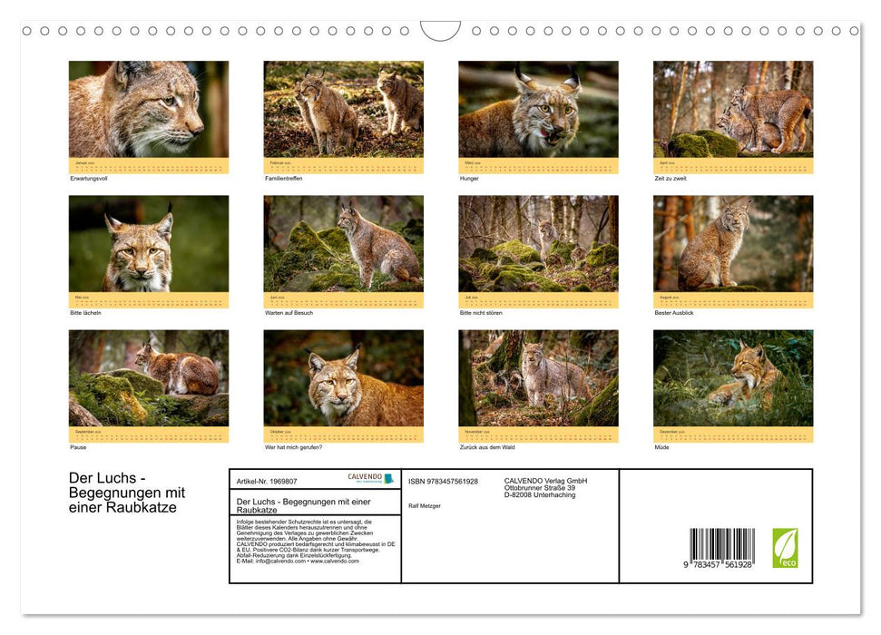 Der Luchs - Begegnungen mit einer Raubkatze (CALVENDO Wandkalender 2026)