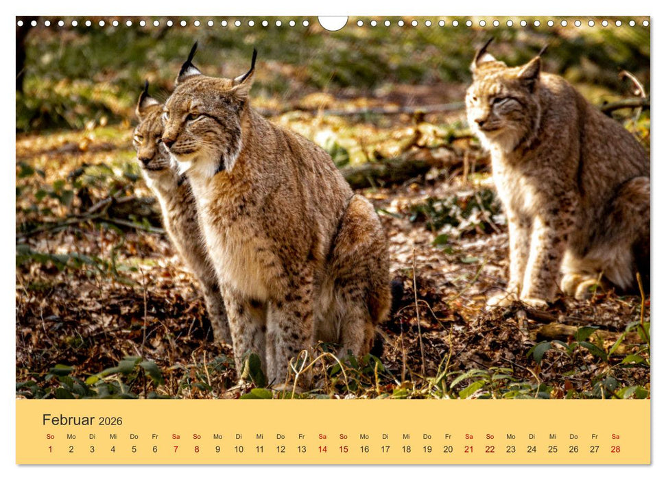 Der Luchs - Begegnungen mit einer Raubkatze (CALVENDO Wandkalender 2026)