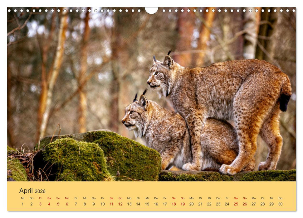 Der Luchs - Begegnungen mit einer Raubkatze (CALVENDO Wandkalender 2026)