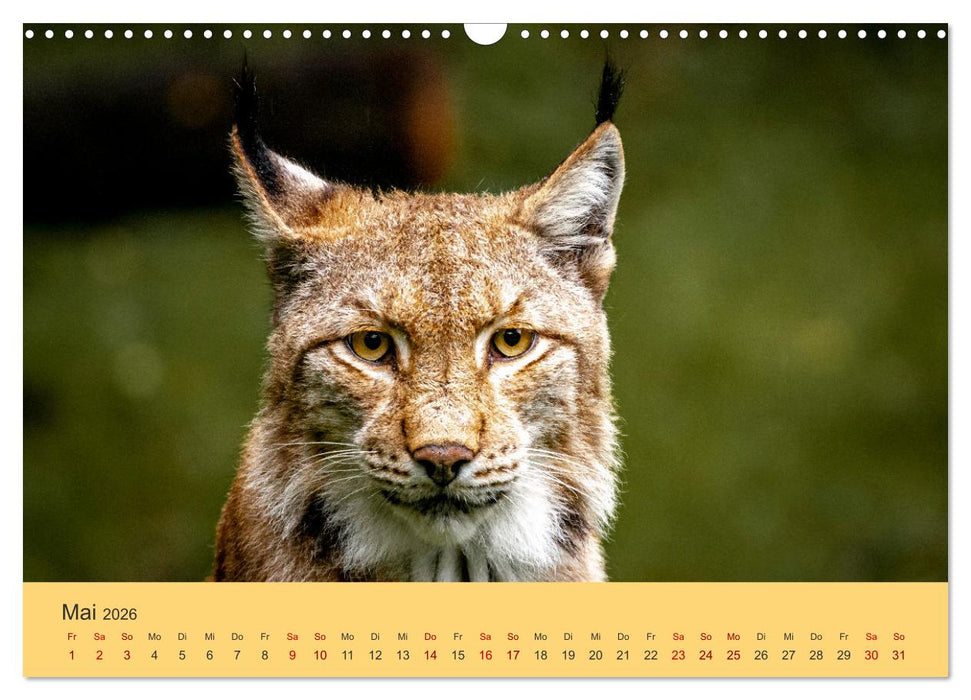 Der Luchs - Begegnungen mit einer Raubkatze (CALVENDO Wandkalender 2026)