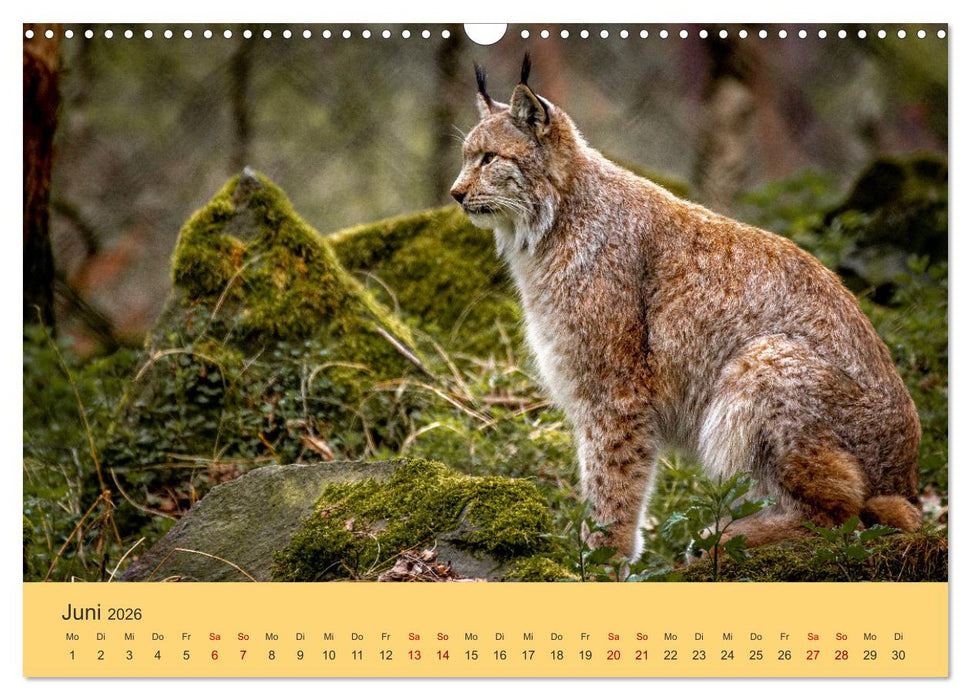 Der Luchs - Begegnungen mit einer Raubkatze (CALVENDO Wandkalender 2026)