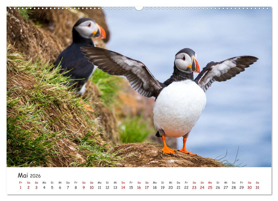 Die Welt der Papageientaucher - Islands Wildvögel (CALVENDO Wandkalender 2026)