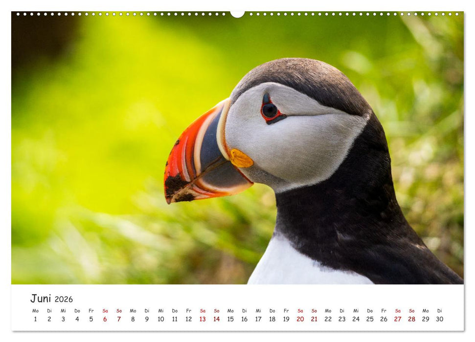 Die Welt der Papageientaucher - Islands Wildvögel (CALVENDO Wandkalender 2026)