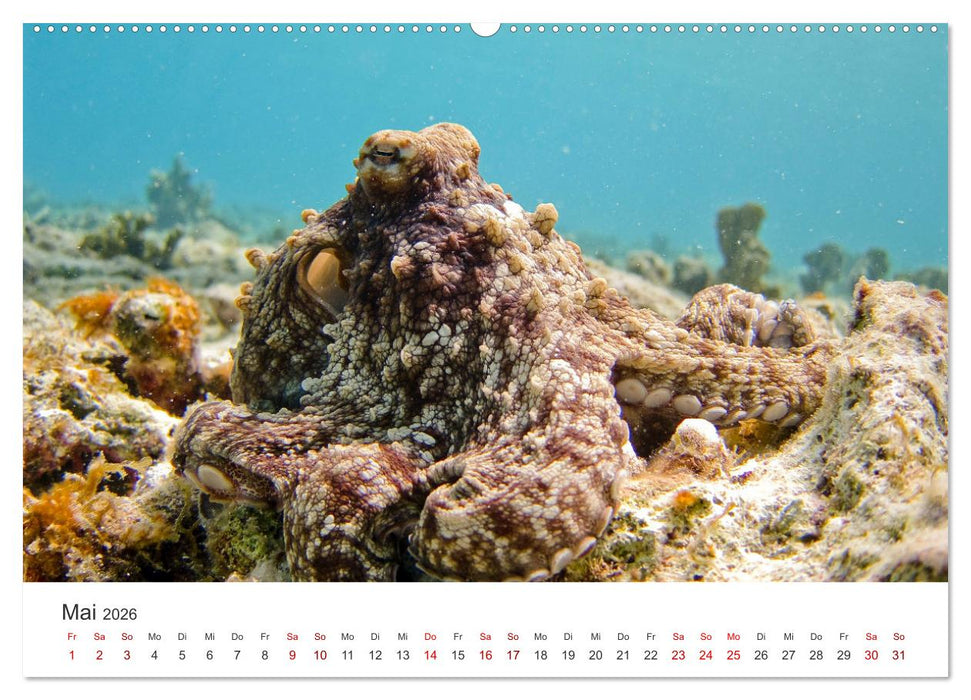 Tiefsee - Ein Abenteuer ins Unbekannte. (CALVENDO Wandkalender 2026)