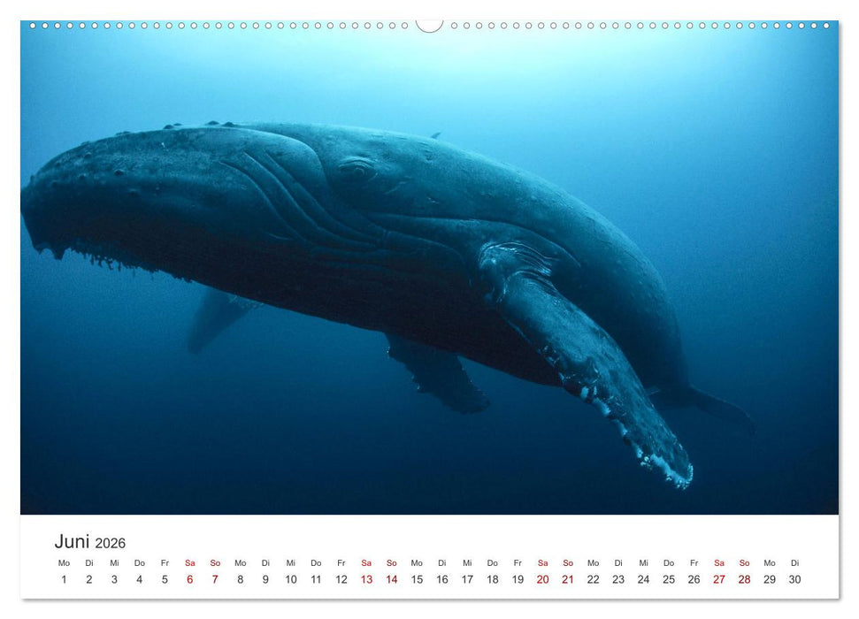 Tiefsee - Ein Abenteuer ins Unbekannte. (CALVENDO Wandkalender 2026)