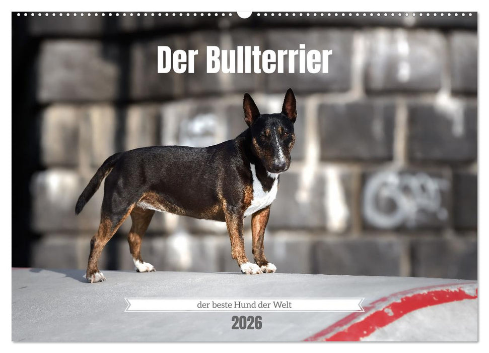 Der Bullterrier der beste Hund der Welt (CALVENDO Wandkalender 2026)