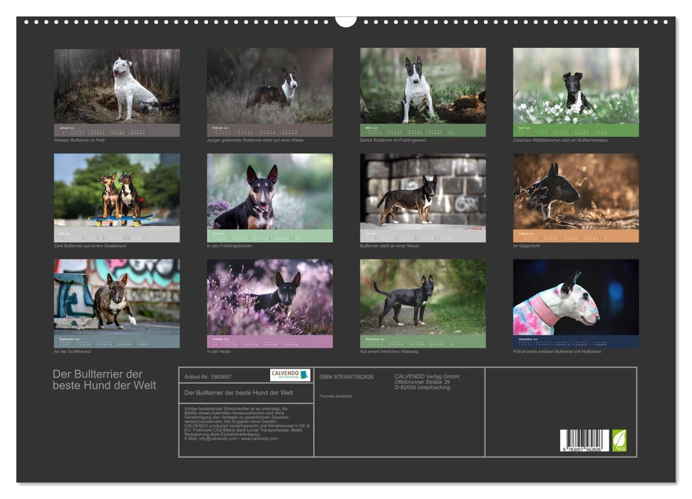 Der Bullterrier der beste Hund der Welt (CALVENDO Wandkalender 2026)