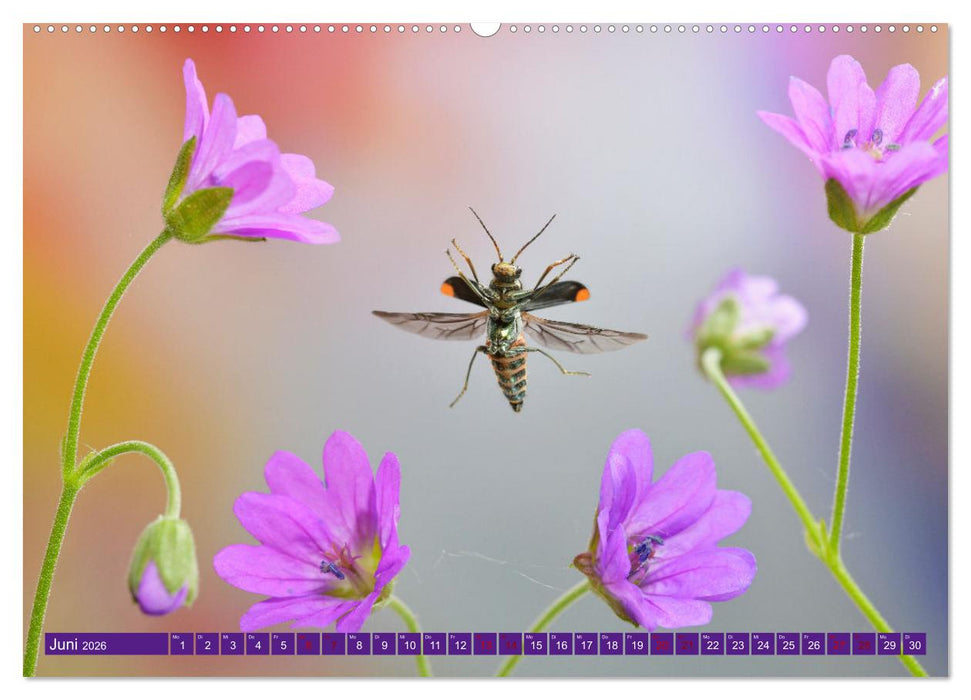 Faszination Insektenflug (CALVENDO Wandkalender 2026)