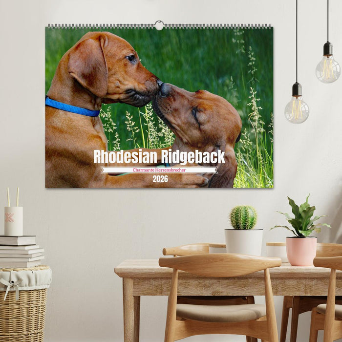 Rhodesian Ridgeback, Charmante Herzensbrecher (CALVENDO Wandkalender 2026)