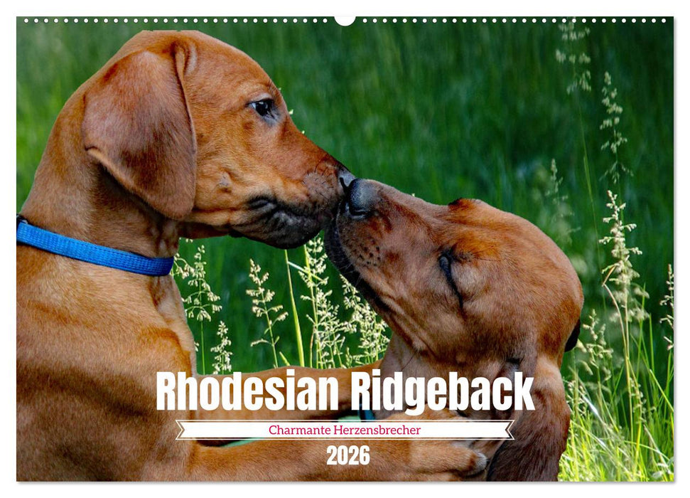 Rhodesian Ridgeback, Charmante Herzensbrecher (CALVENDO Wandkalender 2026)