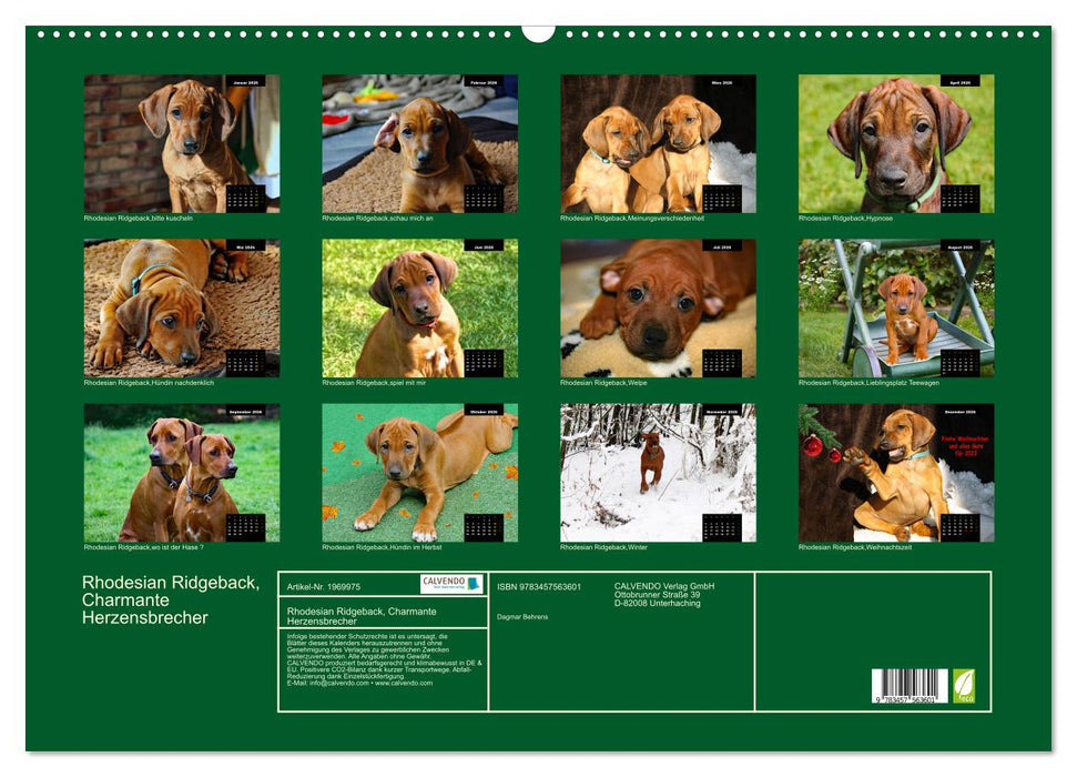 Rhodesian Ridgeback, Charmante Herzensbrecher (CALVENDO Wandkalender 2026)