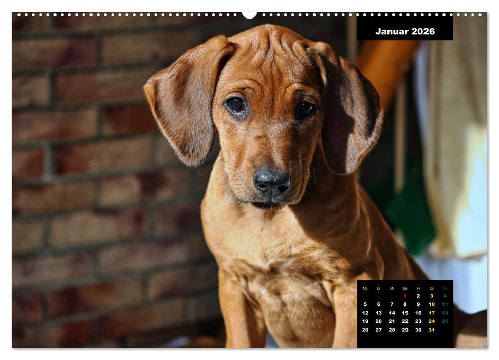 Rhodesian Ridgeback, Charmante Herzensbrecher (CALVENDO Wandkalender 2026)