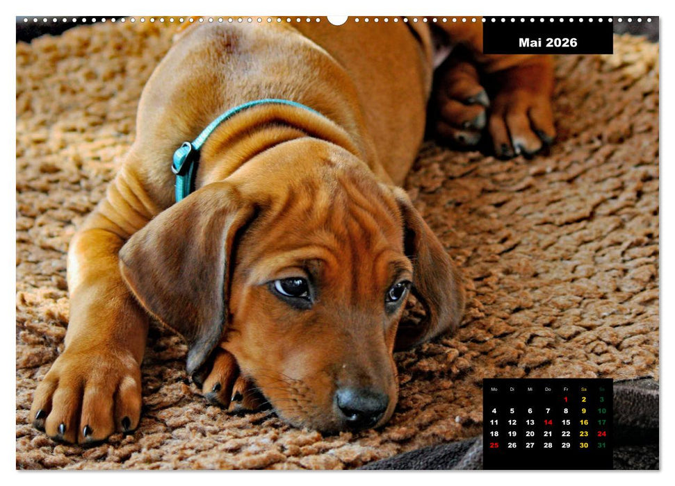 Rhodesian Ridgeback, Charmante Herzensbrecher (CALVENDO Wandkalender 2026)